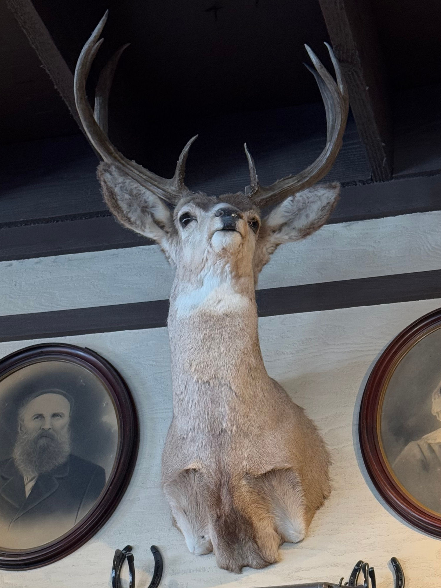 Cracker Barrel Deer Head