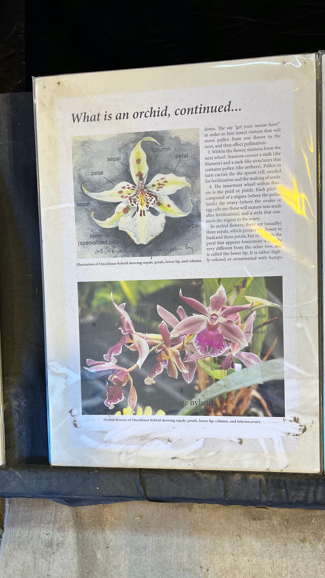 What is an Orchid continued