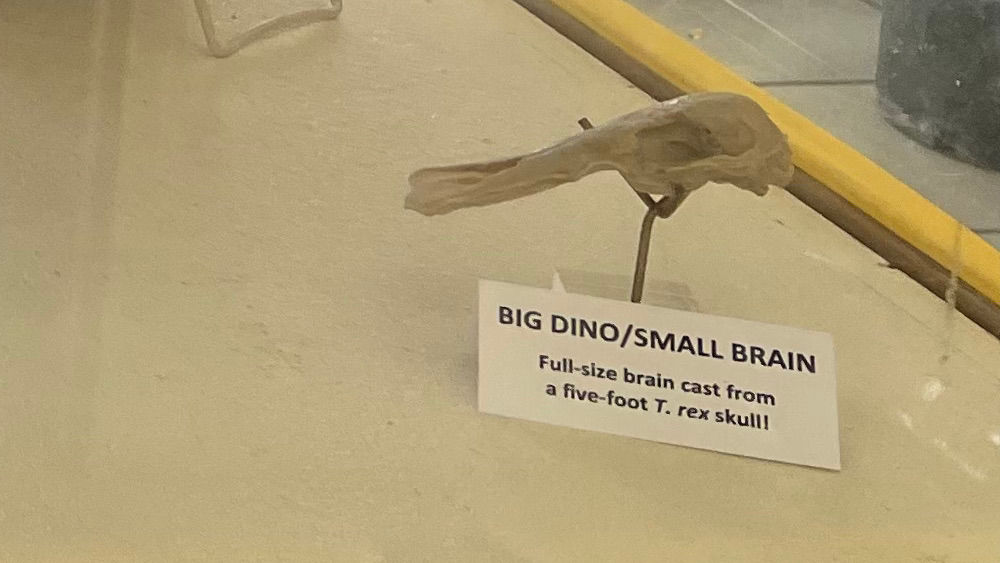 Fossils Small Brain