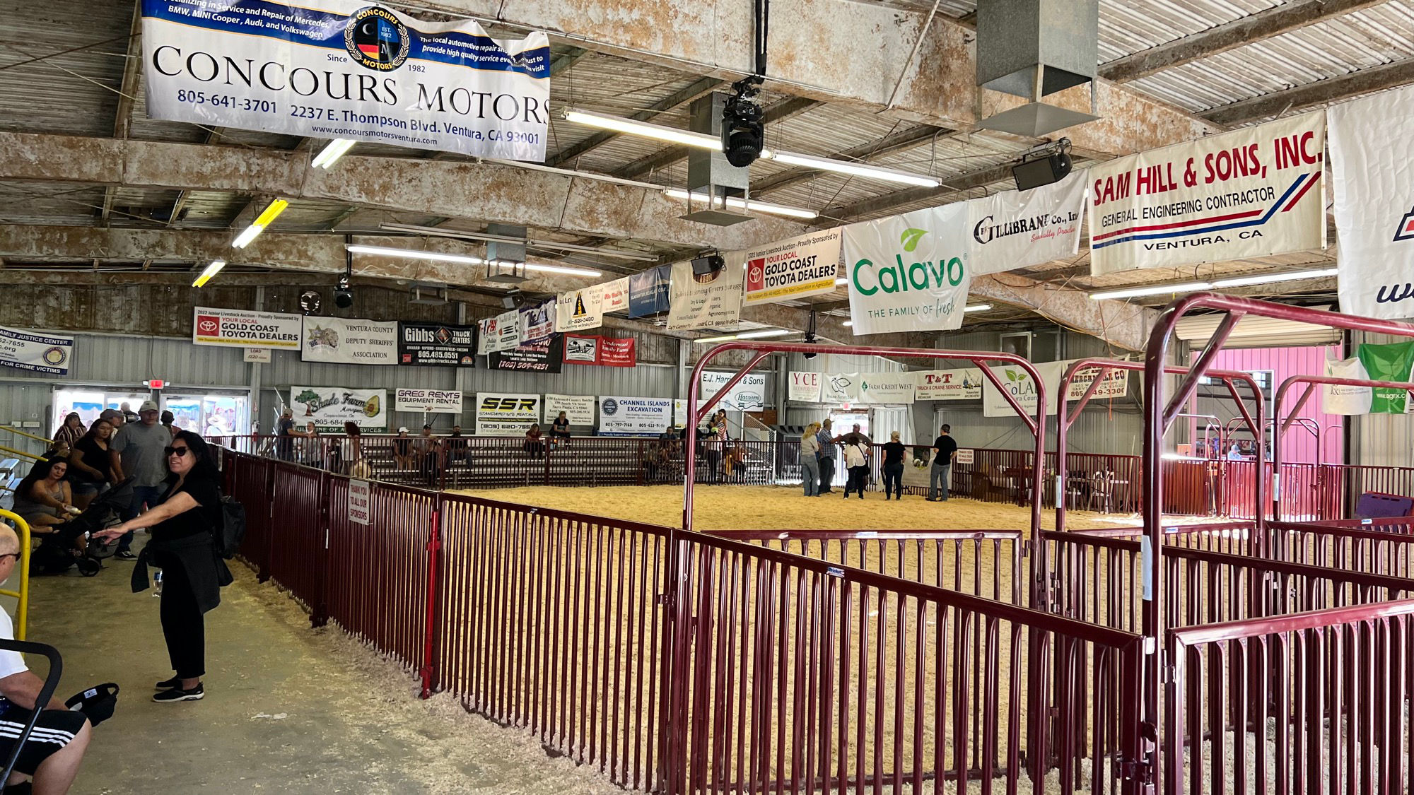 Livestock Auction Junior