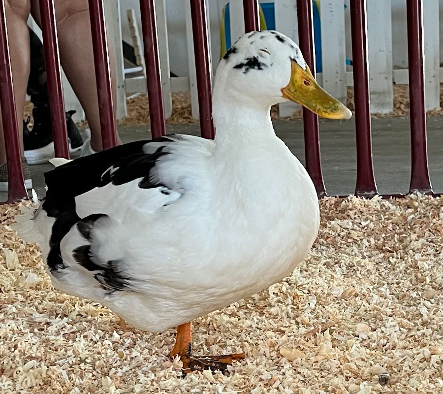 Magpie Duck