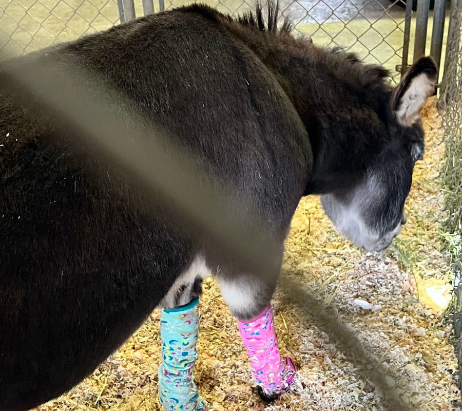 Sicilian Miniature Donkey