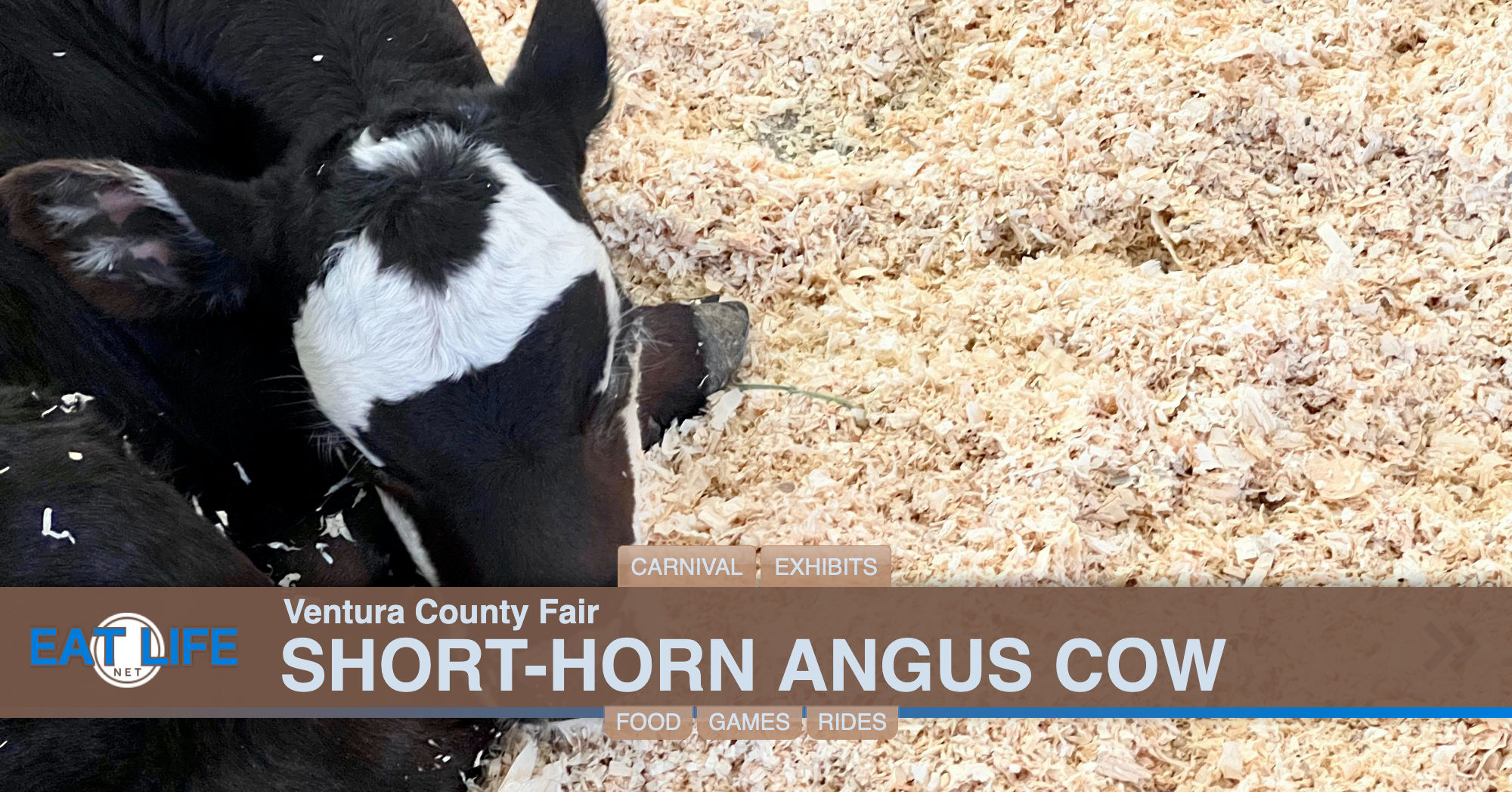 Short-Horn Angus Cow