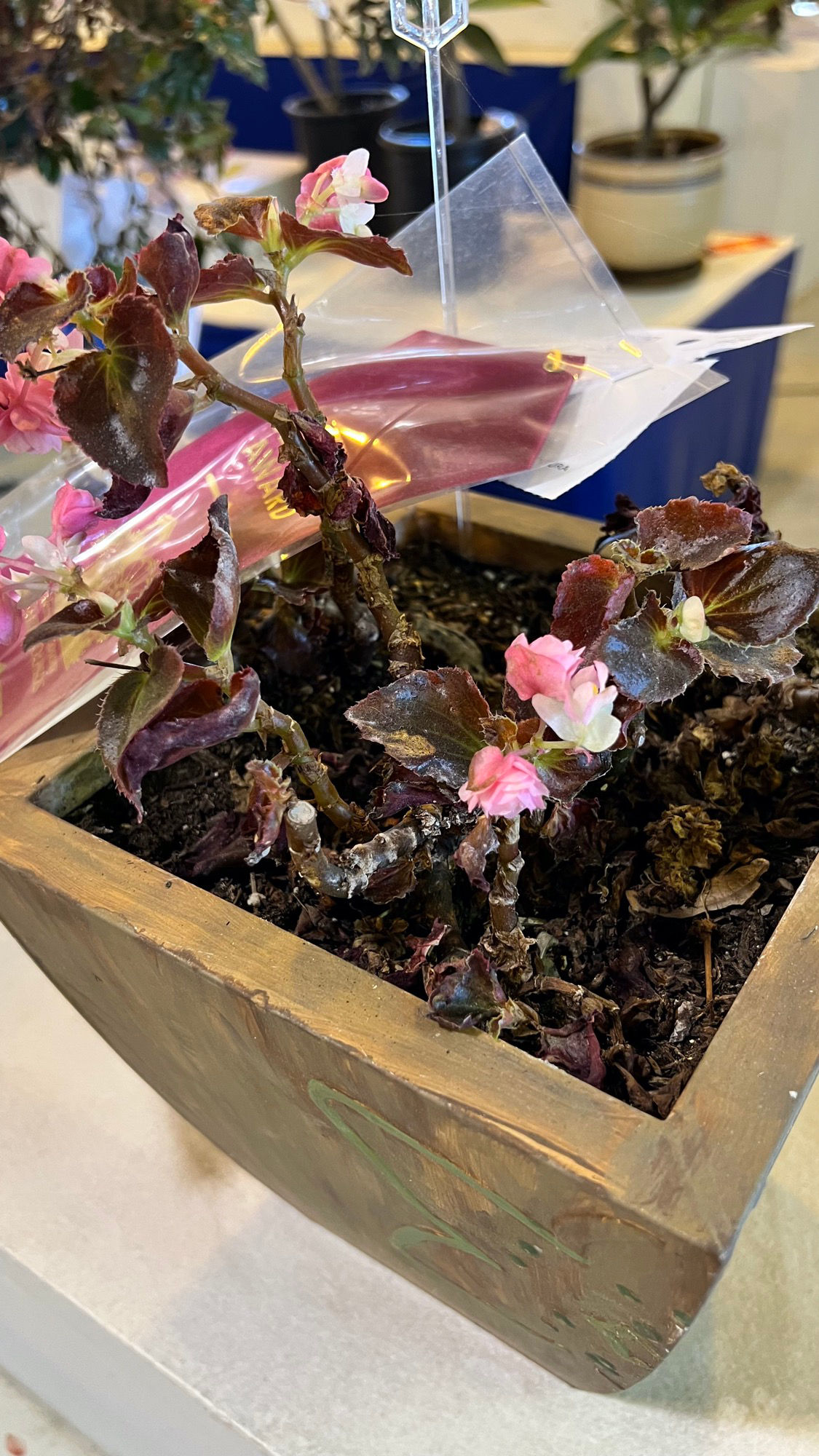 Potted Plants Begonia