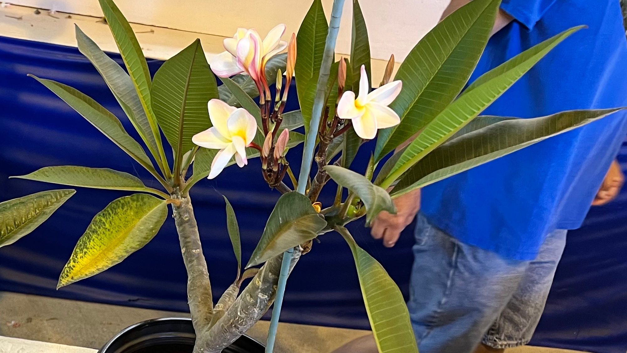 Tropical Plants Plumeria