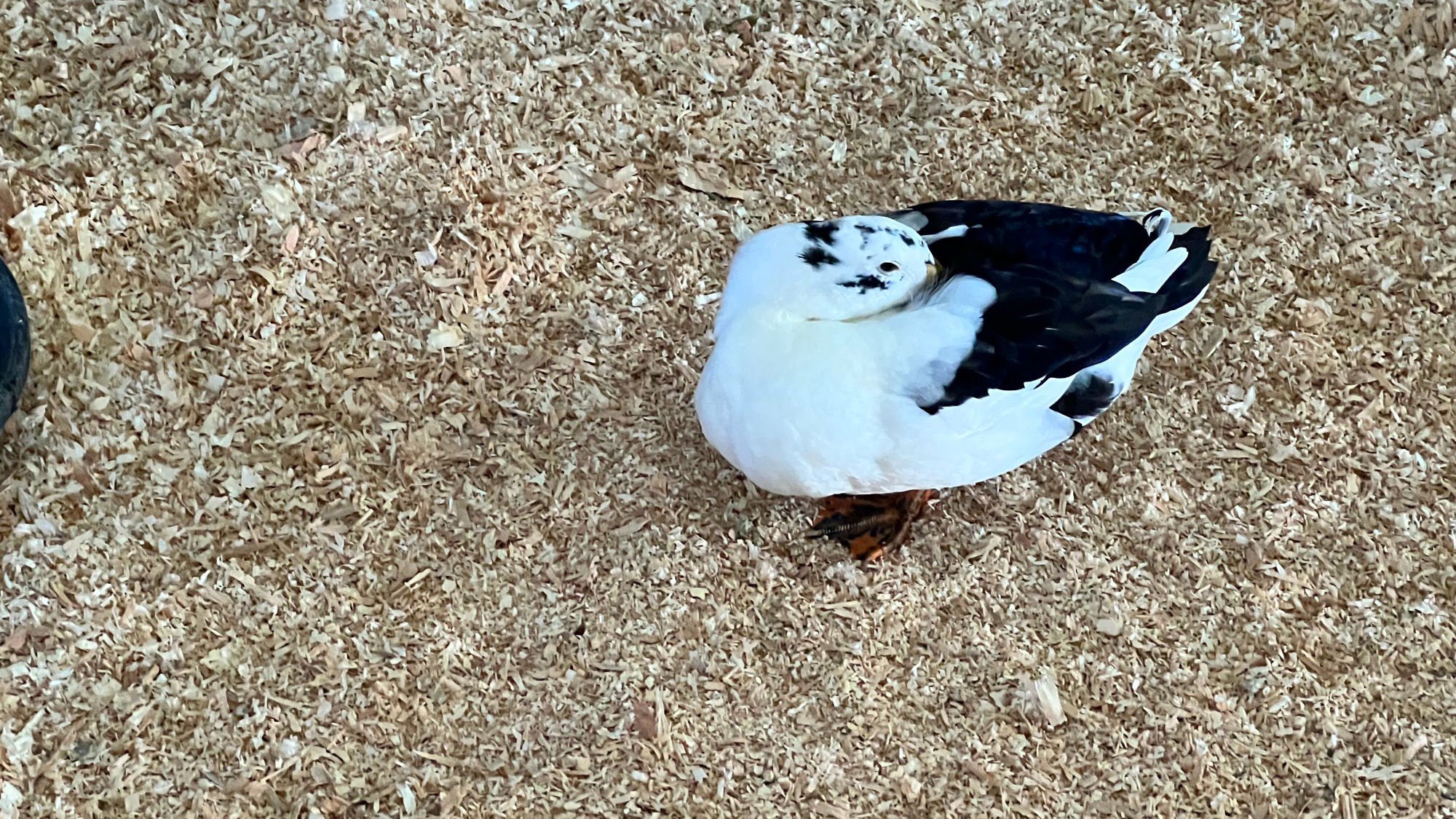 Uncle Leo's Barn Duck