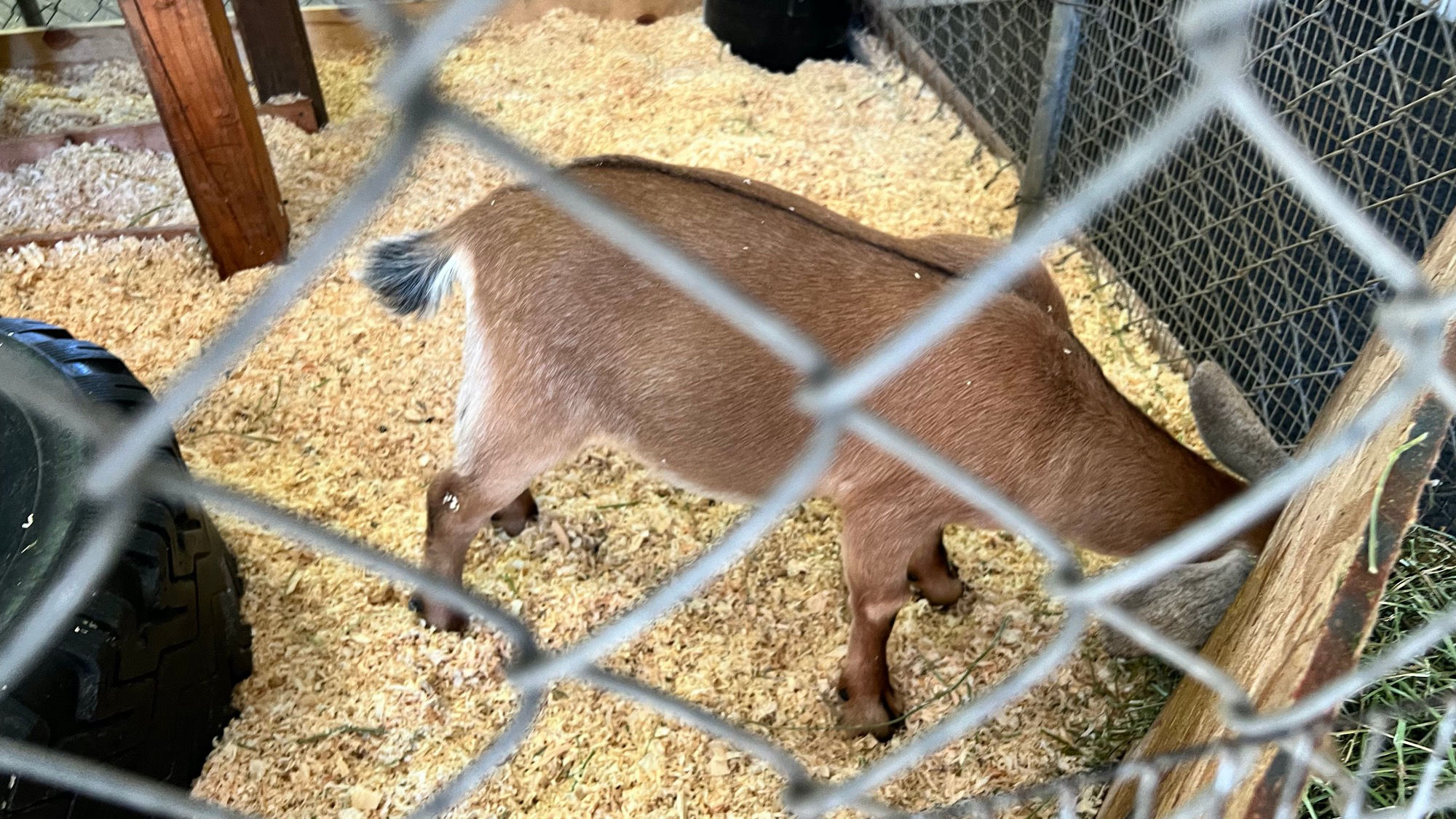 Uncle Leo's Barn Goats