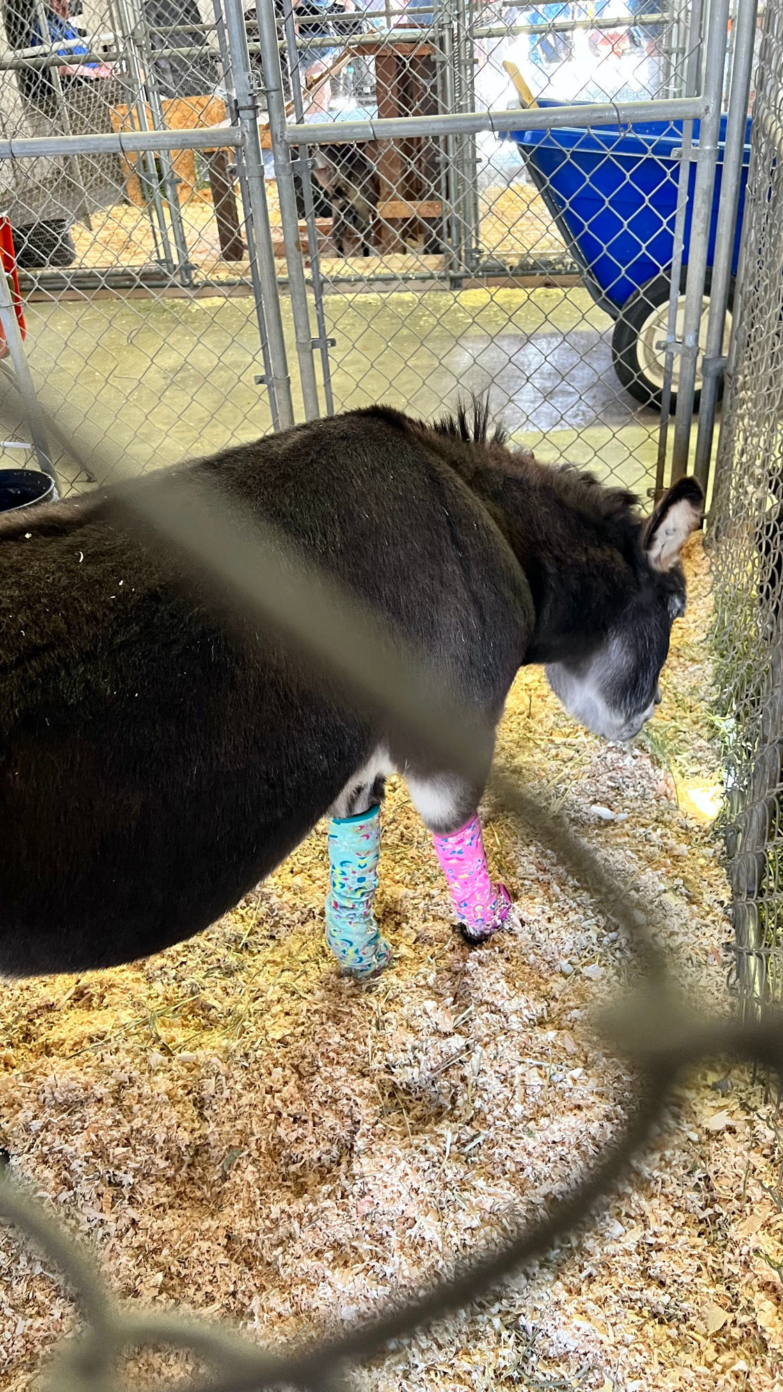 Uncle Leo's Barn Sicilian Miniature Donkey