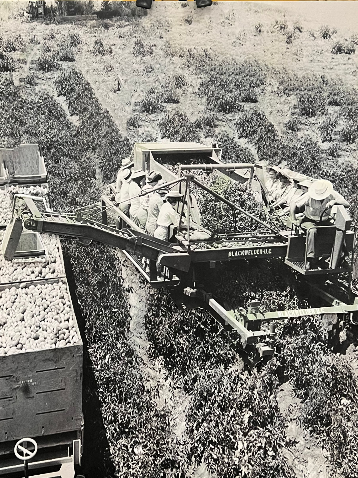 Ventura Agriculture Blackwelder-UC