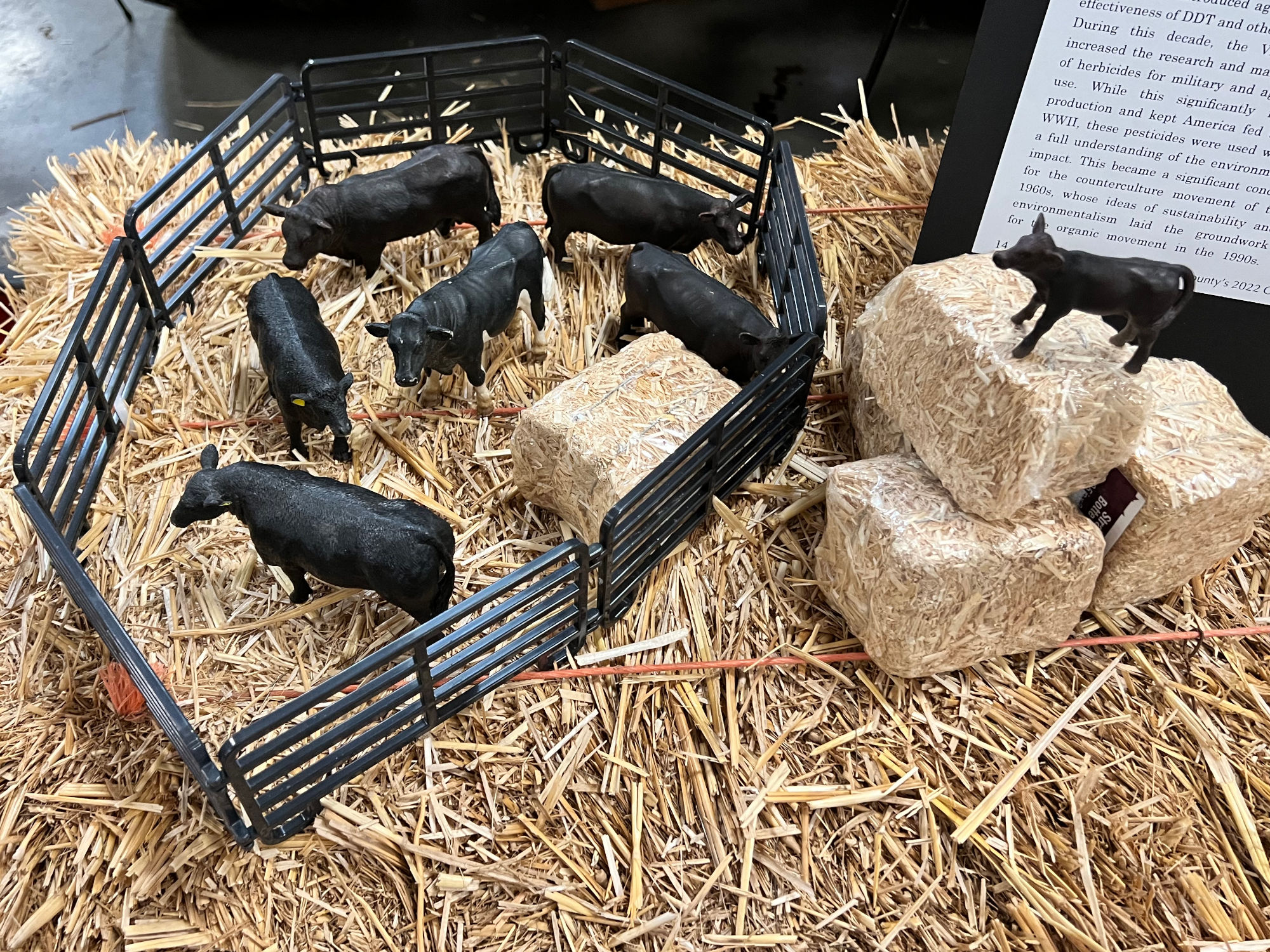 Ventura Agriculture Cattle Model